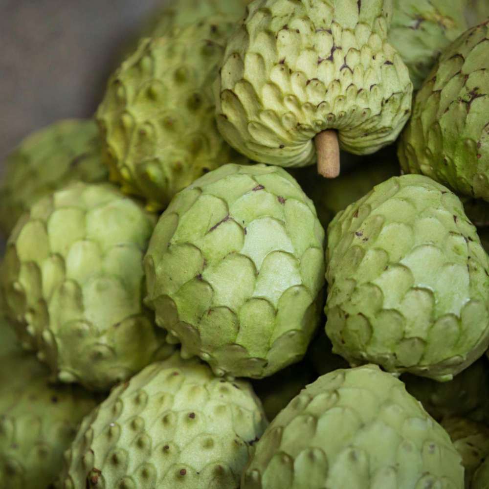 Annona ( Cherimoya )